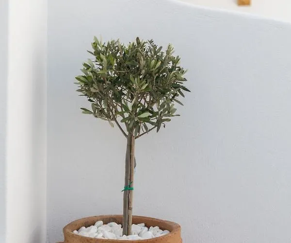 Elena Mykonos Mykonos Town